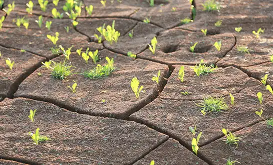 Beating Drought Stress: Enhancing Abiotic Stress Tolerance in Plants